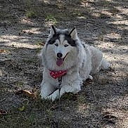 Aurora is registered to the contest to win money with this photo: dog, husky, animal, pet, outdoor, grass, dirt, bandana, leash, tongue_out, canine, nature, laying_down, shade, fur, blue_eyes, ears, happy, resting, summer