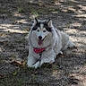 dog, husky, animal, pet, outdoor, grass, dirt, bandana, leash, tongue_out, canine, nature, laying_down, shade, fur, blue_eyes, ears, happy, resting, summer