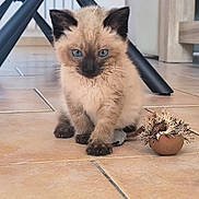 Abysse participe au concours pour gagner de l'argent avec cette photo : kitten, siamese, blue_eyes, cat, toy_mouse, floor, tile, indoor, furniture, chair, playful, cute, pet, animal, small, furry, whiskers, paws, curious, domestic