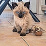 kitten, siamese, blue_eyes, cat, toy_mouse, floor, tile, indoor, furniture, chair, playful, cute, pet, animal, small, furry, whiskers, paws, curious, domestic
