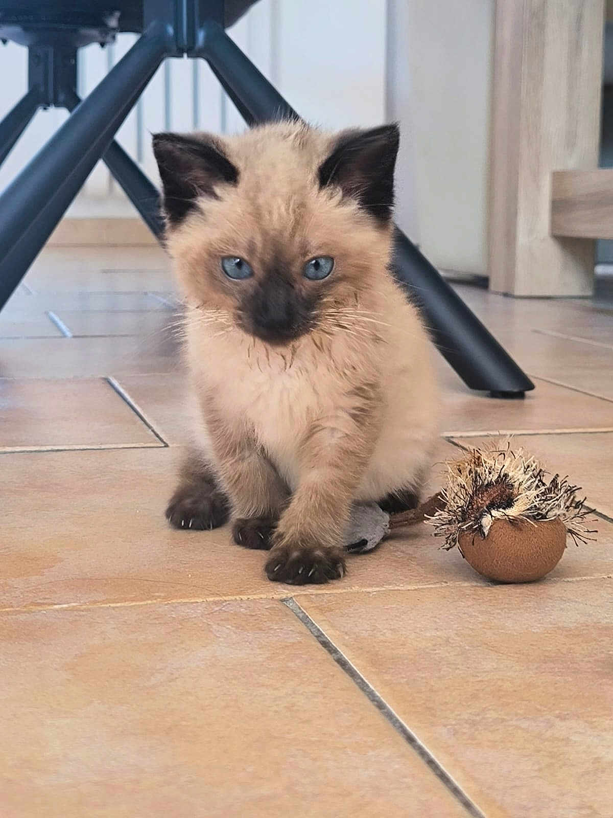 Abysse participe au concours pour gagner de l'argent avec cette photo : kitten, siamese, blue_eyes, cat, toy_mouse, floor, tile, indoor, furniture, chair, playful, cute, pet, animal, small, furry, whiskers, paws, curious, domestic