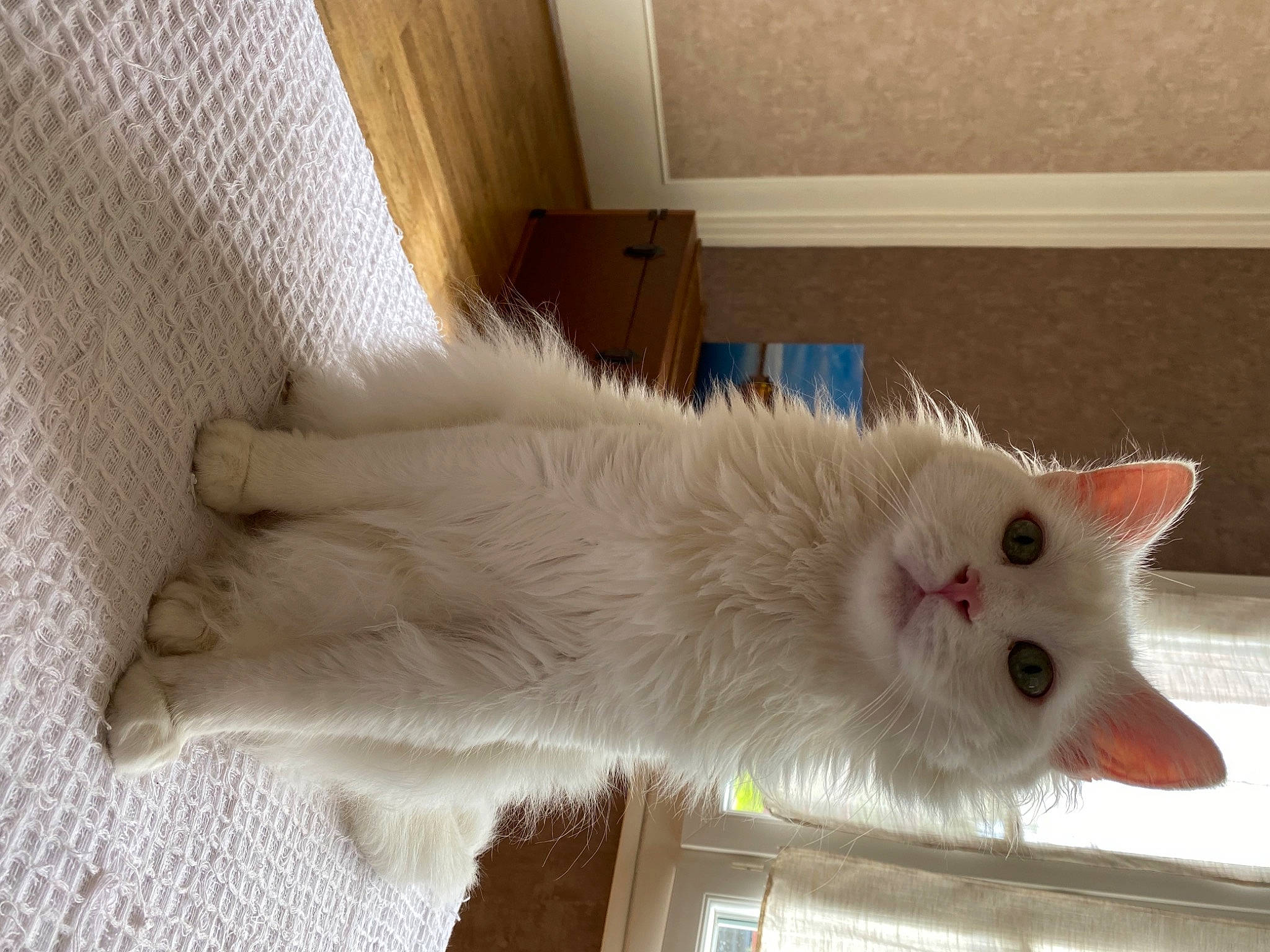 Papyrus a rejoint le concours — aidez-le/la à gagner de superbes lots ! carnivore, cat, claw, domestic_short_haired_cat, fawn, felidae, flooring, fur, hardwood, mammal, paw, small_to_medium_sized_cats, snout, tail, vertebrate, whiskers, window