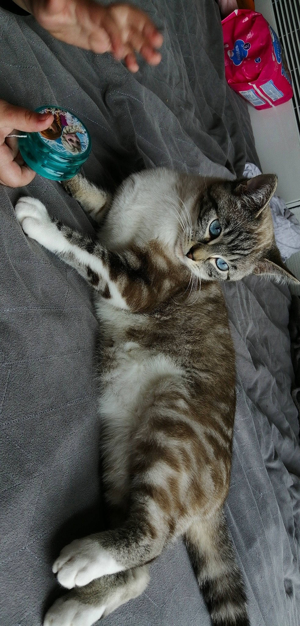 Nala participe au concours pour gagner de l'argent avec cette photo : american_shorthair, asian, carnivore, cat, domestic_short_haired_cat, dragon_li, egyptian_mau, european_shorthair, felidae, kitten, mammal, small_to_medium_sized_cats, tabby_cat, whiskers