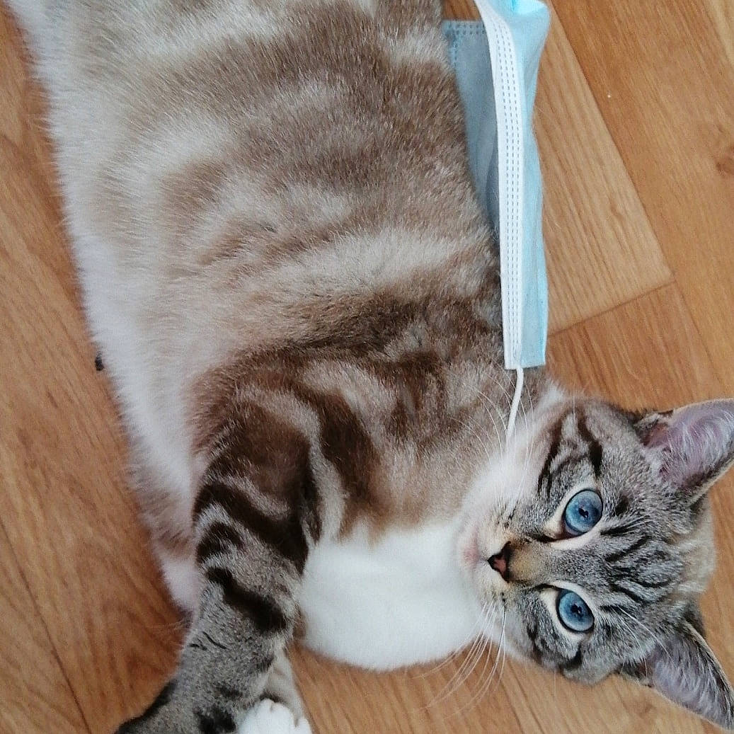 Nala a rejoint le concours — aidez-le/la à gagner de superbes lots ! american_shorthair, american_wirehair, asian, carnivore, cat, claw, domestic_short_haired_cat, dragon_li, european_shorthair, felidae, fur, kitten, mammal, paw, pixie_bob, polydactyl_cat, small_to_medium_sized_cats, tabby_cat, tail, whiskers