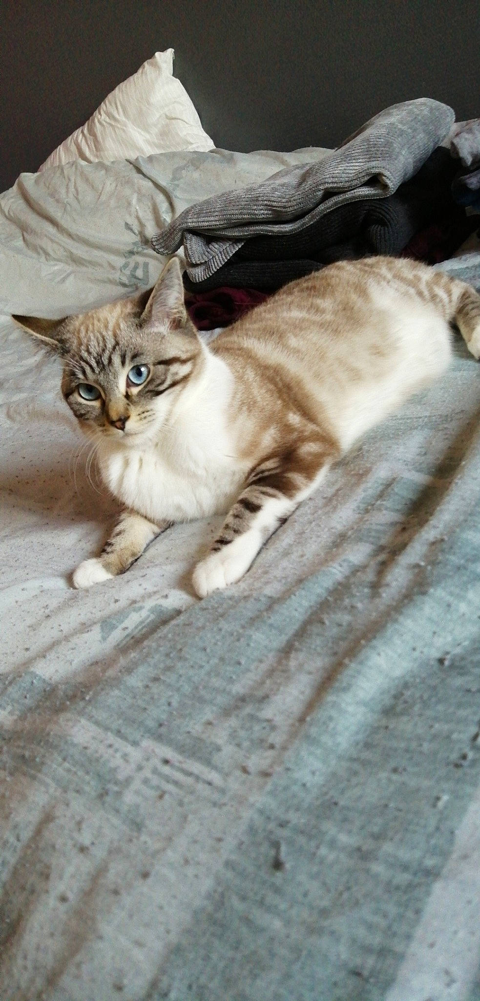 Nala participe au concours pour gagner de l'argent avec cette photo : aegean_cat, arabian_mau, asian, australian_mist, bengal, burmilla, carnivore, cat, domestic_short_haired_cat, european_shorthair, fawn, felidae, fur, kitten, mammal, singapura, small_to_medium_sized_cats, tabby_cat, whiskers