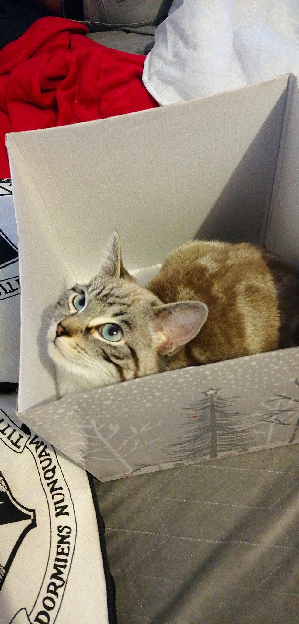 Nala participe au concours pour gagner de l'argent avec cette photo : american_shorthair, asian, australian_mist, box, carnivore, cat, domestic_short_haired_cat, dragon_li, ear, european_shorthair, felidae, kitten, mammal, ocicat, small_to_medium_sized_cats, tabby_cat, whiskers