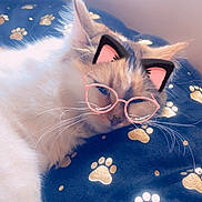 Tina a rejoint le concours — aidez-le/la à gagner de superbes lots ! accessories, angora, animal, bed, bedroom, blanket, cat, face, furniture, glasses, head, indoors, kitten, person, pet, photography, portrait, quilt, sleeping, sunglasses