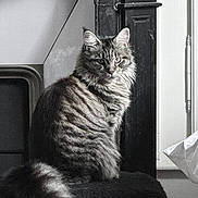 Vilotte participe au concours pour gagner de l'argent avec cette photo : cat, tabby, fluffy, pet, animal, indoor, feline, sitting, fur, tail, portrait, looking, calm, domestic, whiskers, ears, face, side_view, window, furniture