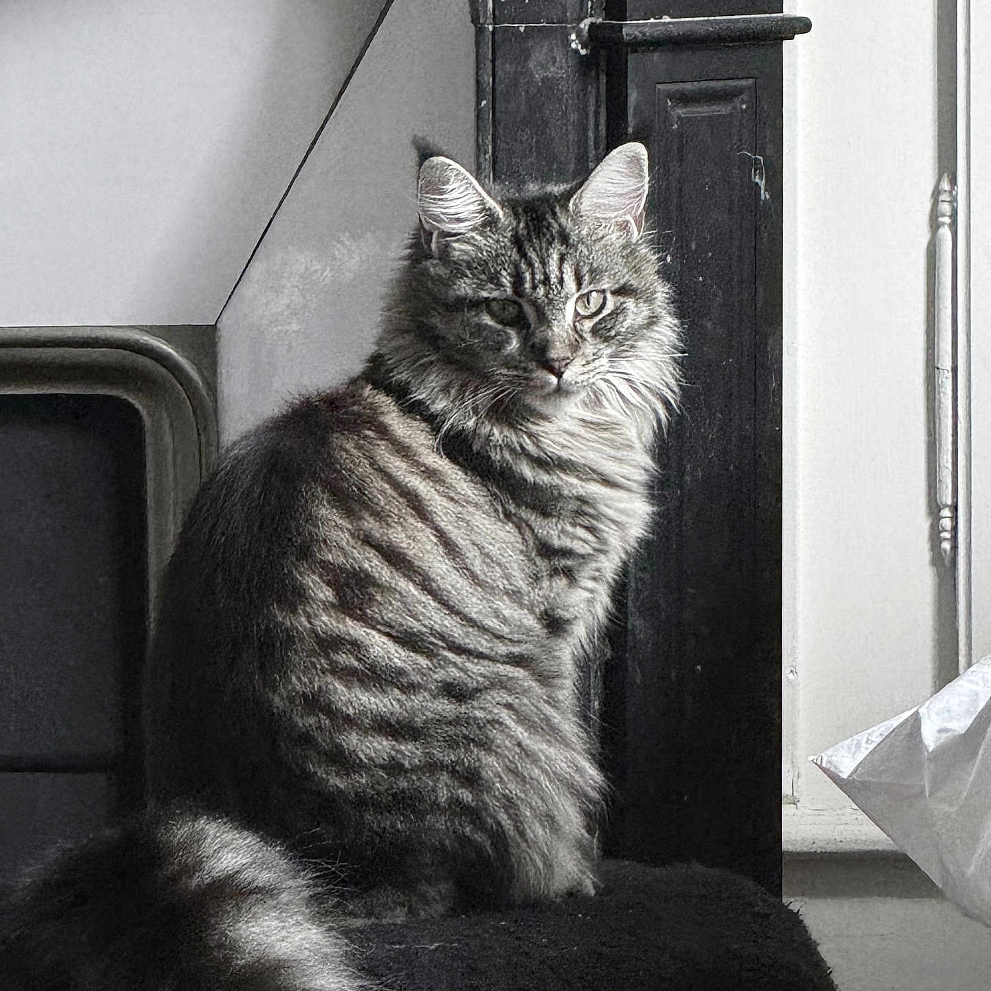Vilotte participe au concours pour gagner de l'argent avec cette photo : animal, calm, cat, domestic, ears, face, feline, fluffy, fur, furniture, indoor, looking, pet, portrait, side_view, sitting, tabby, tail, whiskers, window
