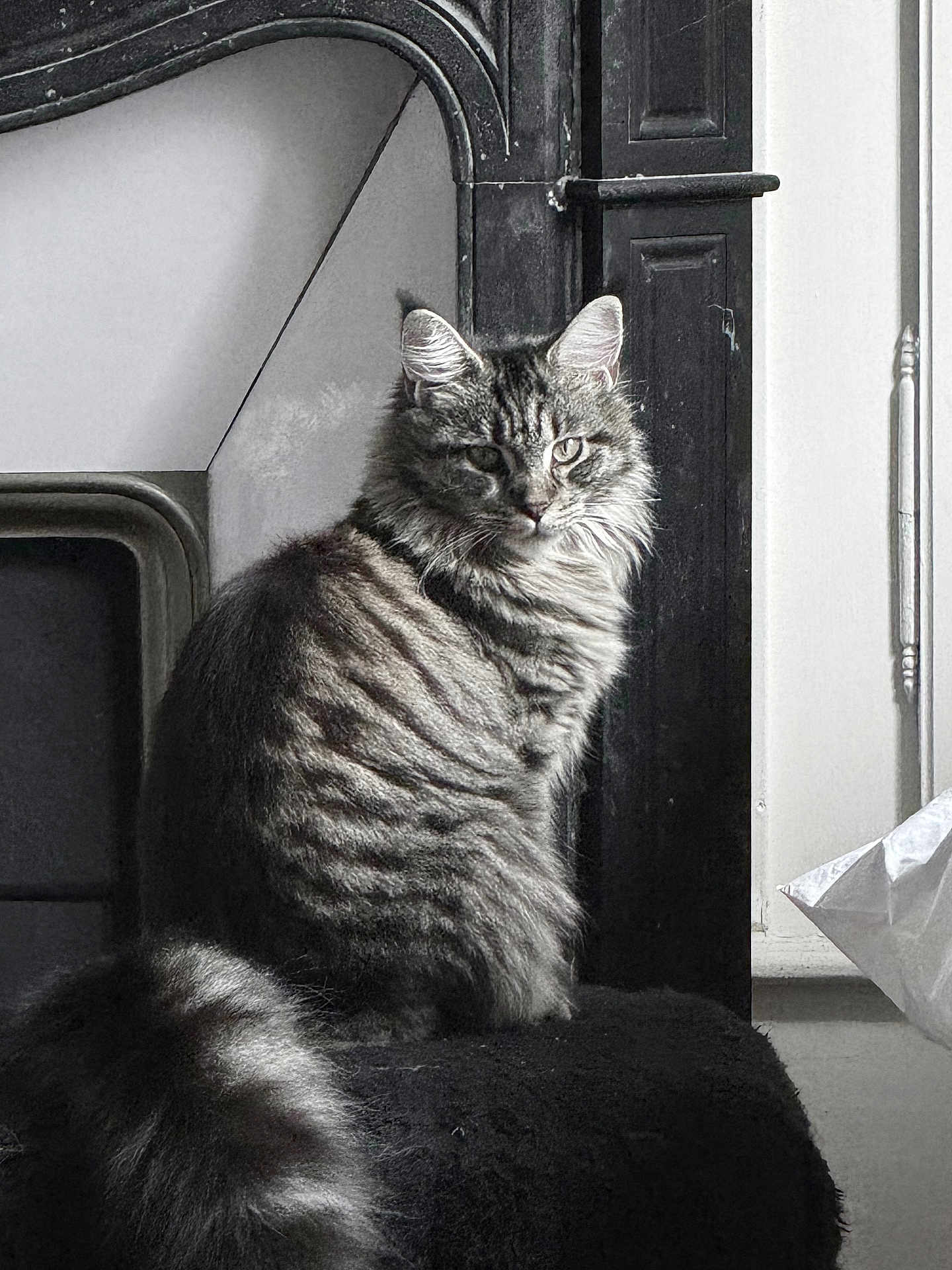 Vilotte participe au concours pour gagner de l'argent avec cette photo : cat, tabby, fluffy, pet, animal, indoor, feline, sitting, fur, tail, portrait, looking, calm, domestic, whiskers, ears, face, side_view, window, furniture