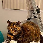 Brenda joined the competition — help win amazing prizes! abyssinian, animal, architecture, building, cat, chair, couch, cushion, desk, furniture, homedecor, indoors, interiordesign, kitten, livingroom, manx, pet, room, table, wood