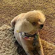 Danny is registered to the contest to win money with this photo: dog, small_dog, poodle, pet, indoor, carpet, bandana, collar, tags, fluffy_ears, groomed, resting, looking_away, animal, cute, domestic_animal, fur, mammal, companion, relaxed