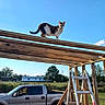 cat, calico, wooden_beams, construction, ladder, pickup_truck, outdoor, blue_sky, rural, grass, trees, sunny, daytime, animal, pet, vehicle, wood, structure, nature, building