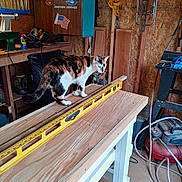 Milo joined the competition — help win amazing prizes! cat, calico_cat, wood, workbench, level_tool, workshop, tools, rope, wood_planks, clutter, indoor, pet, animal, orange_black_white, floor, cabinet, electric_tool, cord, shelf, container