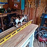 cat, calico_cat, wood, workbench, level_tool, workshop, tools, rope, wood_planks, clutter, indoor, pet, animal, orange_black_white, floor, cabinet, electric_tool, cord, shelf, container