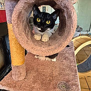 Lexa participe au concours pour gagner de l'argent avec cette photo : cat, black_and_white_cat, yellow_eyes, cat_tree, plush, indoor, pet, feline, curious, animal, tunnel, claws, paws, home, cozy, cute, fur, whiskers, playful, resting
