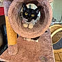 cat, black_and_white_cat, yellow_eyes, cat_tree, plush, indoor, pet, feline, curious, animal, tunnel, claws, paws, home, cozy, cute, fur, whiskers, playful, resting