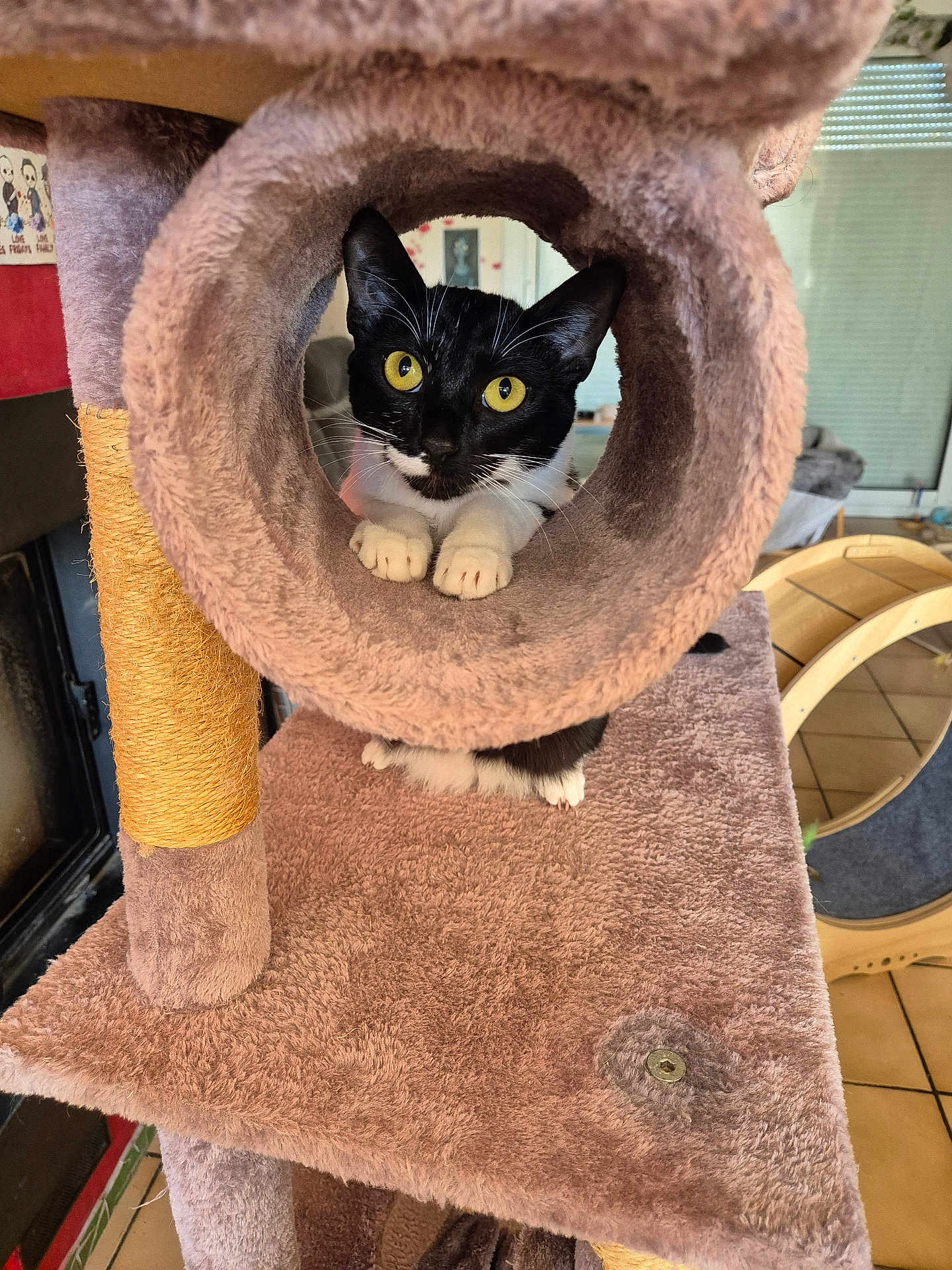 Lexa participe au concours pour gagner de l'argent avec cette photo : cat, black_and_white_cat, yellow_eyes, cat_tree, plush, indoor, pet, feline, curious, animal, tunnel, claws, paws, home, cozy, cute, fur, whiskers, playful, resting