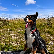 Saïko a rejoint le concours — aidez-le/la à gagner de superbes lots ! dog, outdoor, grass, sky, cloud, collar, leash, tongue, happy, sitting, rock, nature, sunny, pet, canine, fur, black, brown, white, field