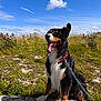 dog, outdoor, grass, sky, cloud, collar, leash, tongue, happy, sitting, rock, nature, sunny, pet, canine, fur, black, brown, white, field