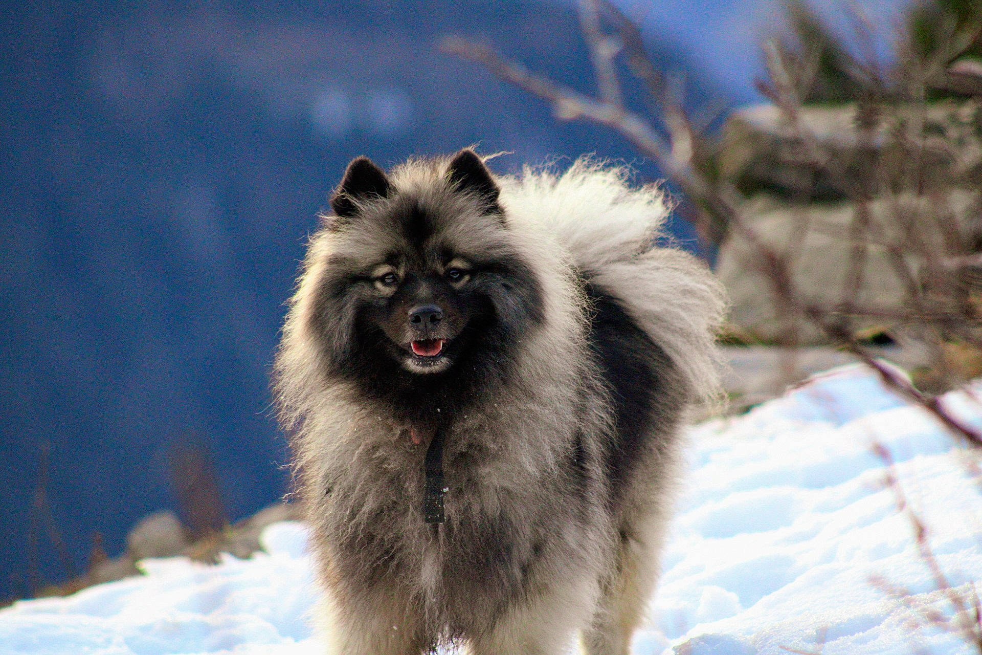 Beauty participe au concours pour gagner de l'argent avec cette photo : ancient_dog_breeds, canidae, carnivore, companion_dog, dog, dog_breed, electric_blue, freezing, fur, snout, snow, sporting_group, terrestrial_animal, tree, whiskers, wildlife, winter, working_animal, working_dog