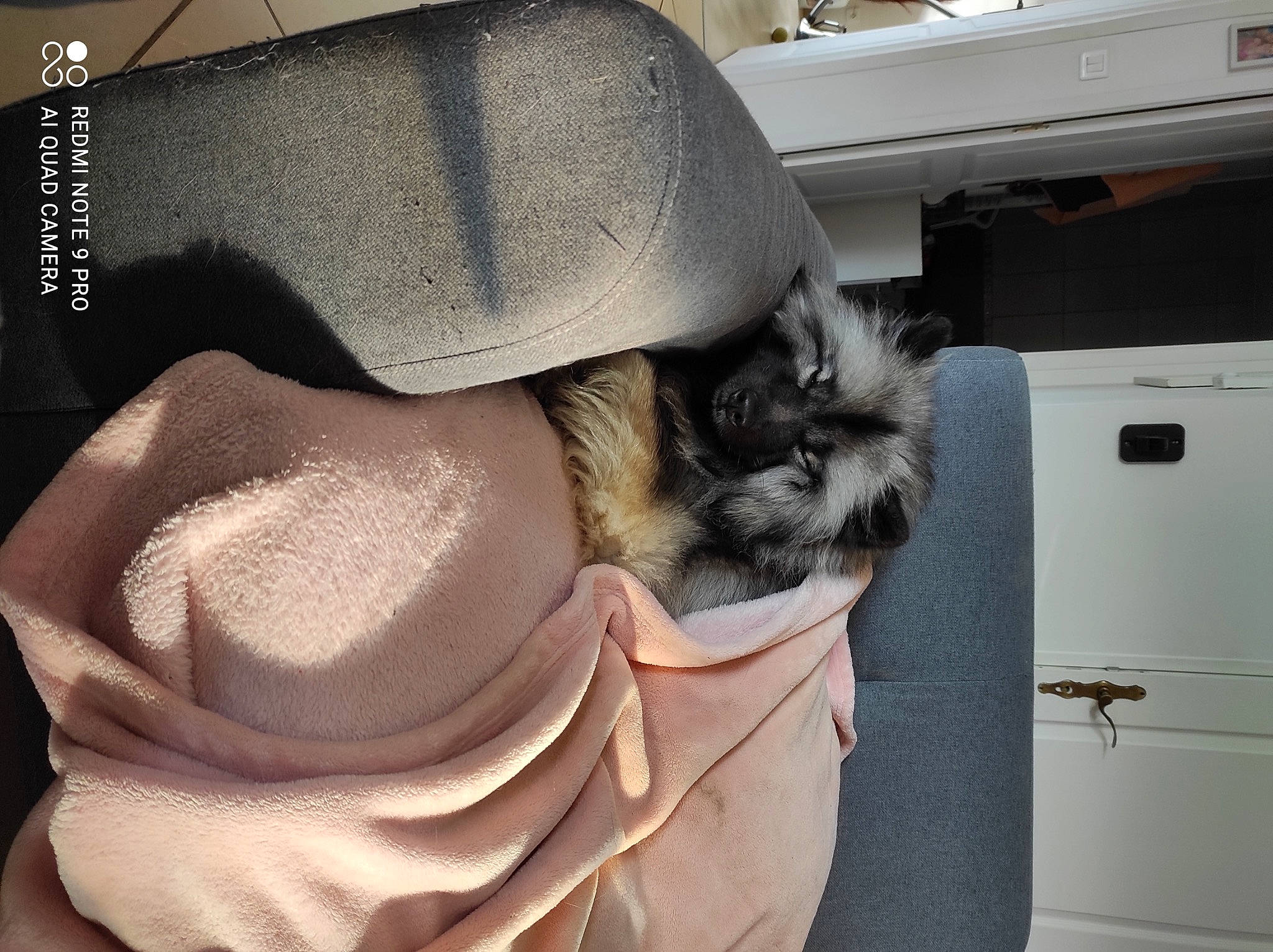 Beauty a rejoint le concours — aidez-le/la à gagner de superbes lots ! abdomen, automotive_exterior, carnivore, comfort, companion_dog, dog, dog_breed, fawn, felidae, fur, grey, linens, paw, small_to_medium_sized_cats, tail, textile, toy_dog, vehicle_door, whiskers, window