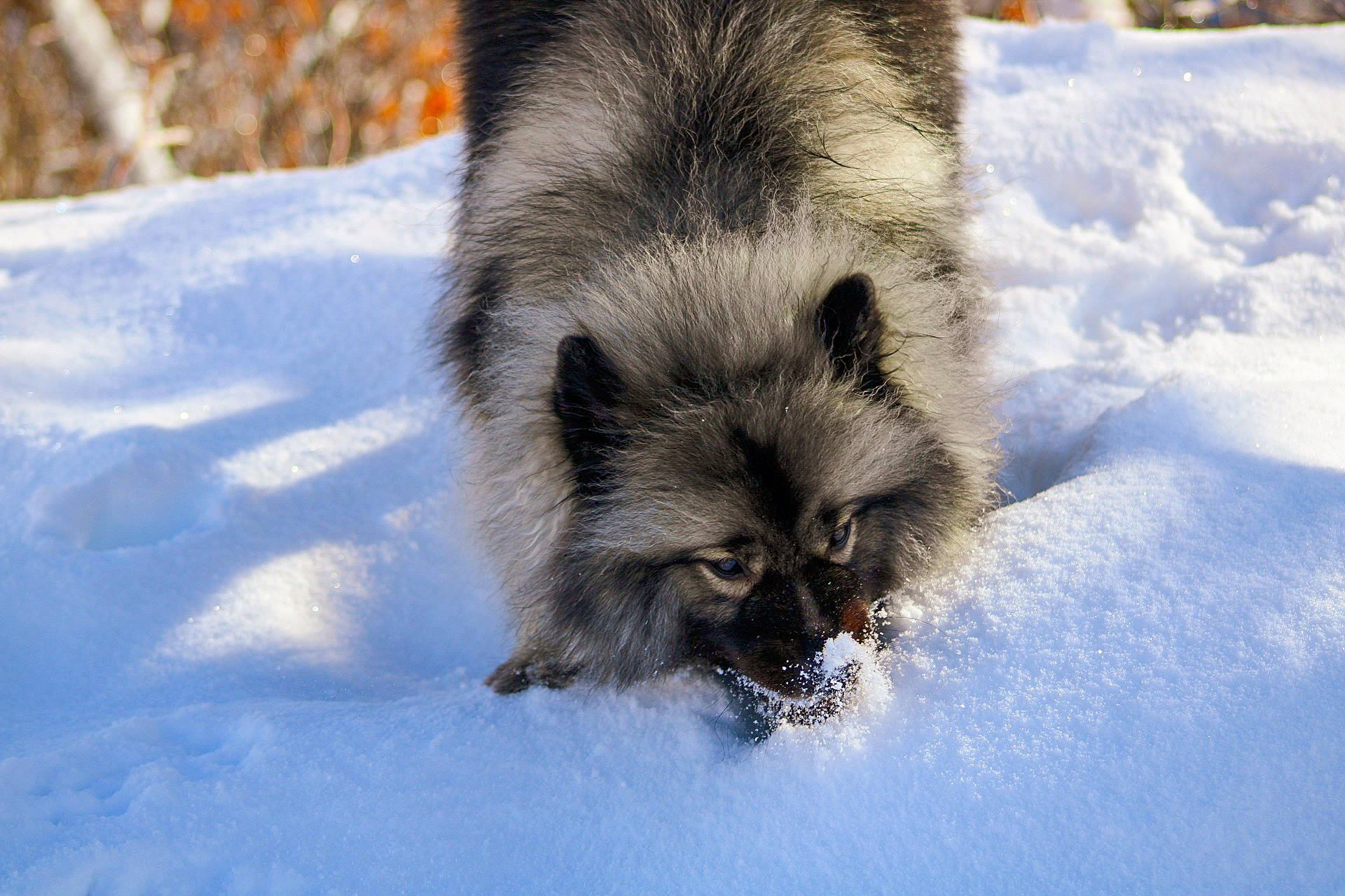 Beauty a rejoint le concours — aidez-le/la à gagner de superbes lots ! canidae, canis, carnivore, dog_breed, fawn, freezing, fur, iris, snout, snow, sporting_group, terrestrial_animal, whiskers, wildlife, winter