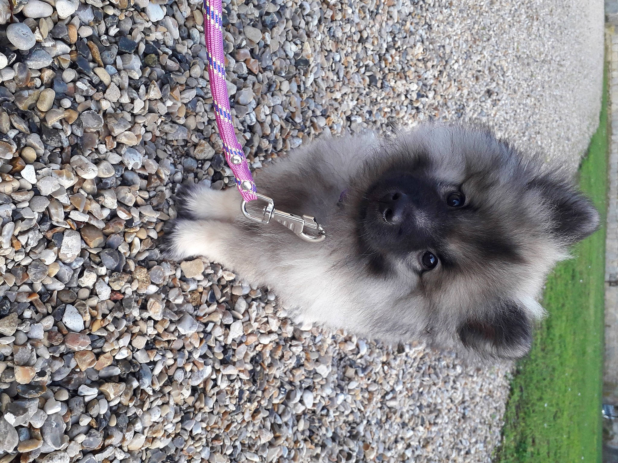 Beauty a rejoint le concours — aidez-le/la à gagner de superbes lots ! asphalt, canidae, carnivore, companion_dog, dog_breed, fawn, fur, german_spitz, german_spitz_klein, german_spitz_mittel, grass, road_surface, snout, soil, sporting_group, tail, terrestrial_animal, toy_dog, whiskers, working_animal