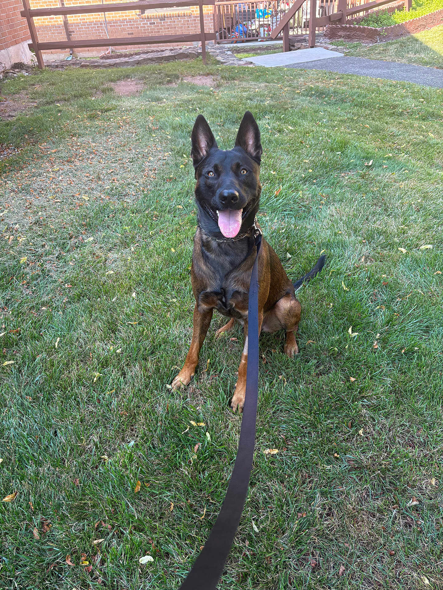 Apache is registered to the contest to win money with this photo: dog, leash, grass, yard, fence, brick_wall, outdoor, pet, animal, canine, happy, tongue_out, ears_up, sitting, green_grass, daylight, nature, smiling_dog, domestic_animal, field