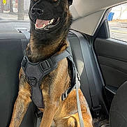 Apache is registered to the contest to win money with this photo: dog, canine, pet, harness, car_interior, backseat, window, seatbelt, happy, smiling, brown_fur, black_fur, sitting, leash, daylight, road, trees, outdoor_view, animal, companion