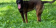 Apache is registered to the contest to win money with this photo: dog, animal, grass, outdoor, pet, canine, tongue_out, fence, sunlight, nature, mammal, greenery, playful, summer, domestic_animal, standing, yard, happy, ears_up, daylight