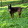 dog, animal, grass, outdoor, pet, canine, tongue_out, fence, sunlight, nature, mammal, greenery, playful, summer, domestic_animal, standing, yard, happy, ears_up, daylight