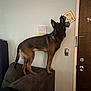 Apache is registered to the contest to win money with this photo: dog, german_shepherd, indoor, couch, furniture, pet, animal, head_tilt, curious, brown, black, standing, canine, domestic, home, wall, door, decoration, light, portrait