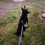 Apache is registered to the contest to win money with this photo: dog, leash, grass, night, outdoor, pathway, garden, pet, animal, sitting, canine, collar, quiet, watchful, yard, sidewalk, shadow, residential, evening, fence