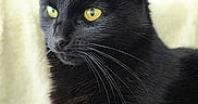 Bagherra participe au concours pour gagner de l'argent avec cette photo : black_cat, cat, yellow_eyes, whiskers, fur, portrait, animal, pet, feline, close_up, indoor, cozy, soft_background, focused, cute, domestic_cat, mammal, alert, calm, side_view