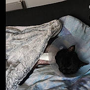Bagherra a rejoint le concours — aidez-le/la à gagner de superbes lots ! cat, cone, blanket, bed, pillow, resting, sleeping, indoor, feline, pet, cozy, soft, comfort, animal, domestic, fur, black_cat, protective_cone, tucked_in, quiet