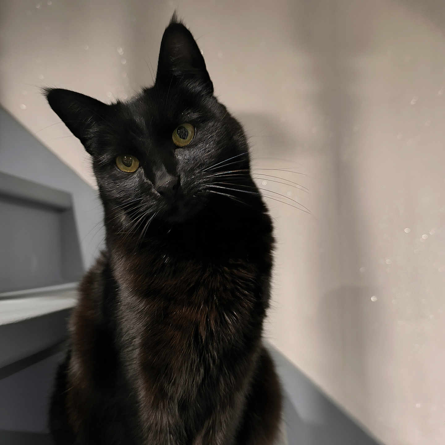 Bagherra a rejoint le concours — aidez-le/la à gagner de superbes lots ! black_cat, cat, pet, animal, yellow_eyes, feline, whiskers, indoor, staircase, curious, head_tilt, fur, closeup, portrait, domestic_cat, sitting, shadow, soft_light, wall, quiet