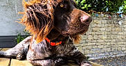 Arrow a rejoint le concours — aidez-le/la à gagner de superbes lots ! dog, brown_dog, orange_fur, outdoor, sunlight, wooden_table, garden, stone_wall, relaxed, pet, collar, animal, canine, nature, summer, fur, paw, closeup, portrait, daylight