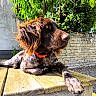 dog, brown_dog, orange_fur, outdoor, sunlight, wooden_table, garden, stone_wall, relaxed, pet, collar, animal, canine, nature, summer, fur, paw, closeup, portrait, daylight