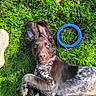 Arrow participe au concours pour gagner de l'argent avec cette photo : animal, blue_ring, brown_fur, canine, collar, dog, ear_up, grass, greenery, laying_down, nature, outdoor, paw, pet, playful, relaxed, snout, sunlight, toy, white_spots
