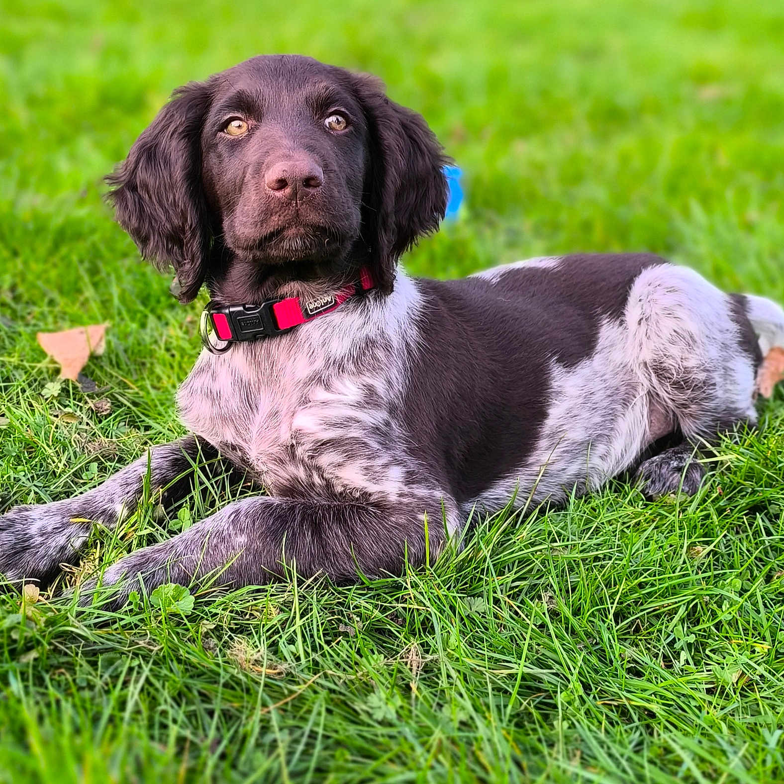 Arrow participe au concours pour gagner de l'argent avec cette photo : dog, puppy, grass, outdoor, black_and_white, collar, lying_down, pet, canine, animal, nature, young_dog, fur, ears, muzzle, nose, eyes, playing, summer, relaxed