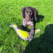 Arrow participe au concours pour gagner de l'argent avec cette photo : animal, bird_toy, black_fur, close_up, daytime, dog, garden, grass, lawn, looking_at_camera, nature, outdoor, pet, playful, puppy, shadow, sunlight, toy, white_fur, young_dog