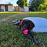 dog, flower, grass, outdoor, lawn, pet, nature, greenery, tree, sunlight, summer, playful, animal, relaxing, garden, canine, pink_flower, daylight, peaceful, backyard