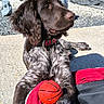 Arrow a rejoint le concours — aidez-le/la à gagner de superbes lots ! animal, basketball, black, brown, closeup, collar, daytime, dog, fur, outdoor, patio, pet, playing, puppy, relaxed, resting, summer, sunlight, toy, white
