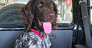 Arrow participe au concours pour gagner de l'argent avec cette photo : animal, brown_coat, car, collar, daylight, dog, ears, face, fur, happy, indoor, pet, portrait, seat, seatbelt, sitting, tongue_out, vehicle_interior, white_spots, window