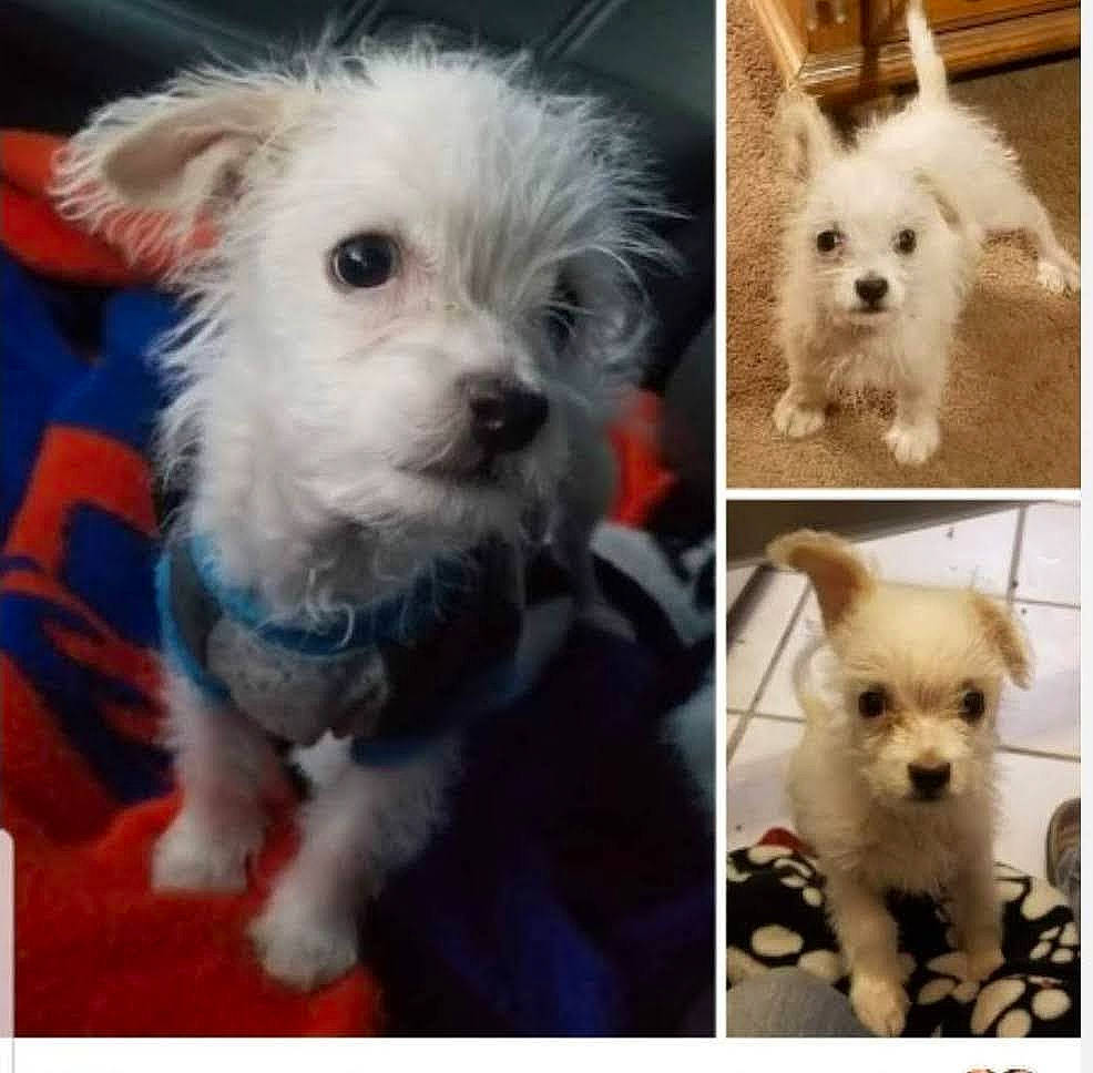 Bologna is registered to the contest to win money with this photo: blue, canidae, carnivore, collage, companion_dog, dog, dog_breed, dog_supply, ear, fawn, fur, maltepoo, non_sporting_group, pattern, small_terrier, snout, sporting_group, toy_dog, white, working_animal