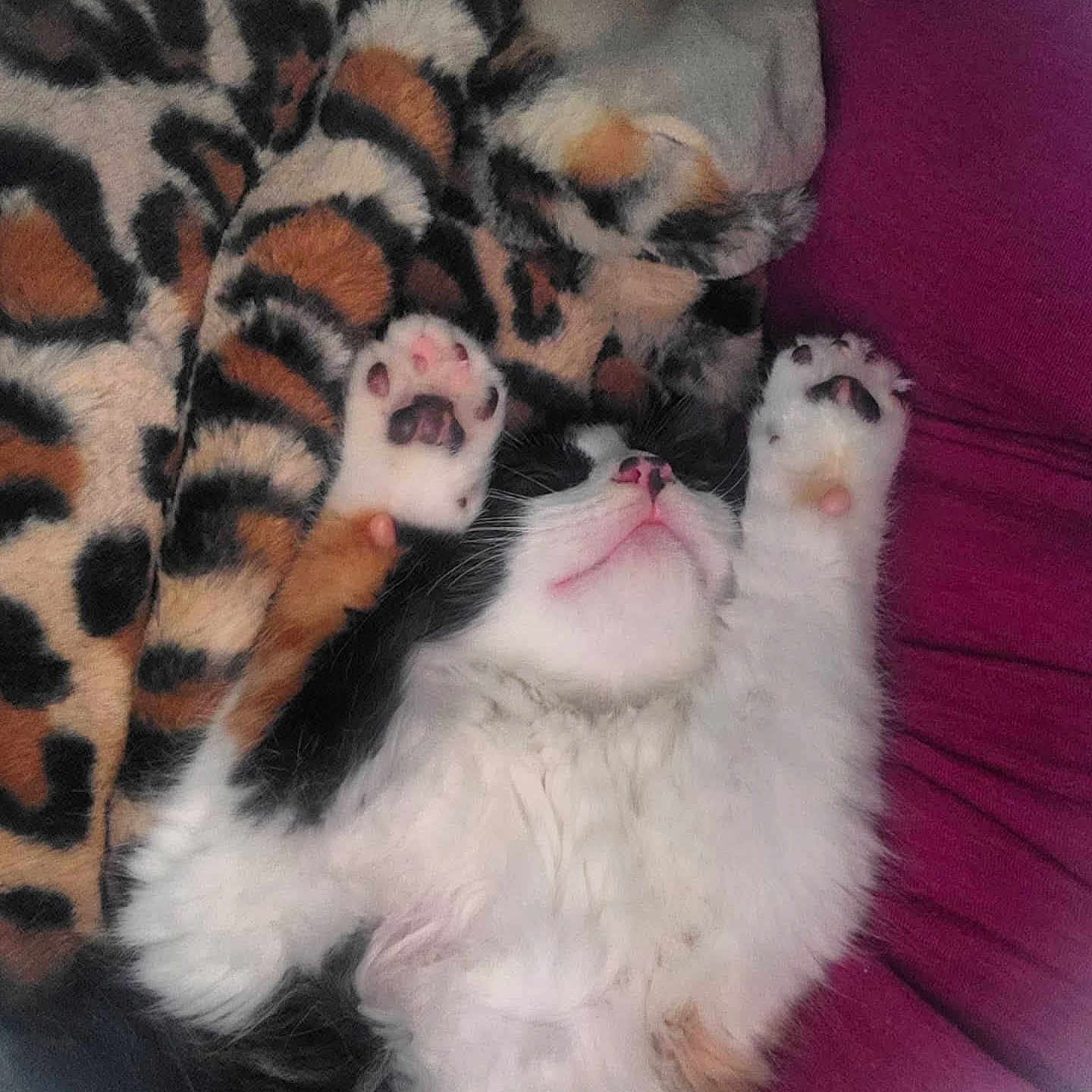 Millie is registered to the contest to win money with this photo: animal, black_and_white, blanket, cat, comfort, cozy, cushion, cute, fluffy, furniture, indoor, leopard_print, paws, pet, pink_nose, relaxed, resting, sleeping, soft, whiskers