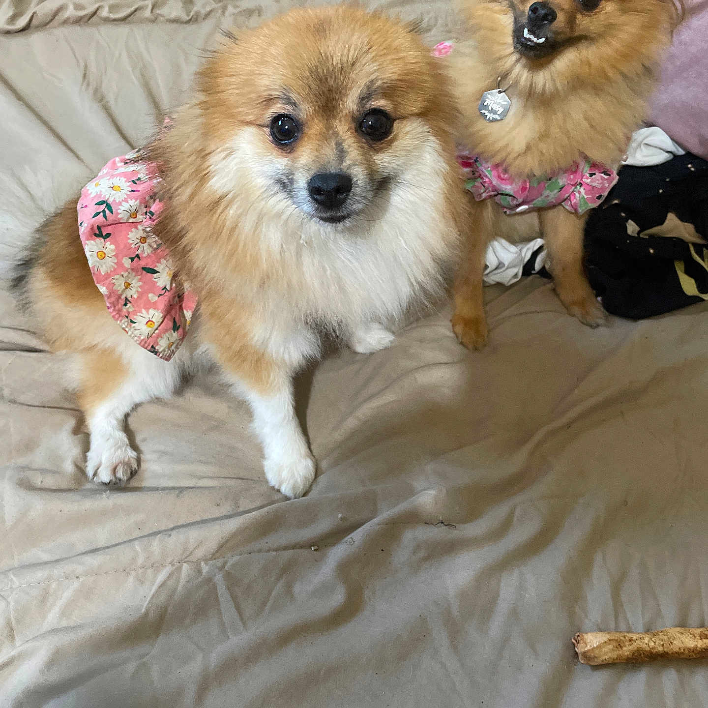 Missy And Lila joined the competition — help win amazing prizes! accessories, affenpinscher, animal, bed, canine, chihuahua, cockerspaniel, couch, cushion, dog, eskimodog, furniture, headband, leash, papillon, pet, poodle, puppy, strap, terrier