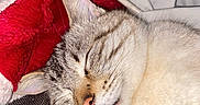 Phœnix participe au concours pour gagner de l'argent avec cette photo : cat, sleeping, close_up, cozy, blanket, fur, whiskers, pink_nose, indoor, resting, cute, pet, tabby, soft_texture, relaxation, animal, warm, comfortable, nap, feline