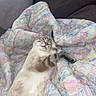 cat, feline, pet, sleeping, blanket, couch, indoor, relaxed, comfort, fur, striped, cozy, resting, animal, mammal, cute, domestic, whiskers, paws, nap